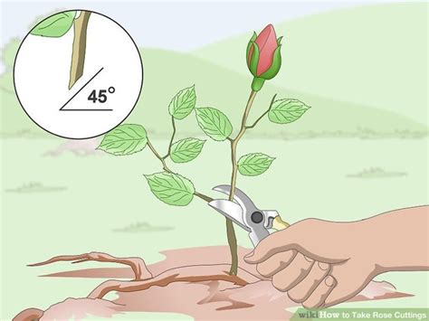 How to Successfully Propagate Roses From Cuttings | HubPages