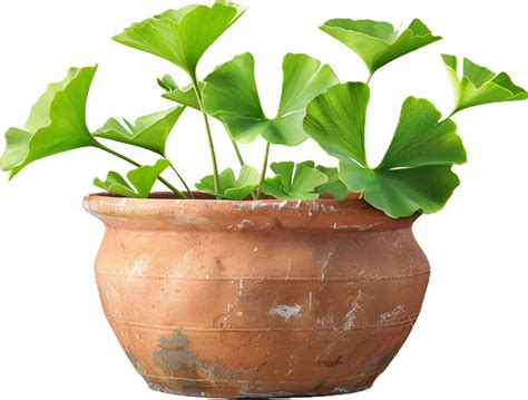 AI generated Ginkgo Biloba Leaves in Terracotta Pot with Green Powder png 41166045 PNG