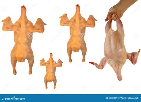 Meat birds stock image. Image of avian, farming, creature - 4640359