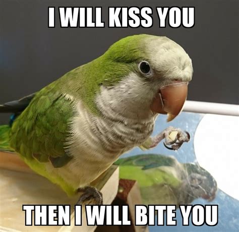 Quaker Meme | Funny parrots, Parrot pet, Funny birds