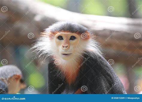 Macaque of Asia. stock image. Image of animal, beautiful - 85815309