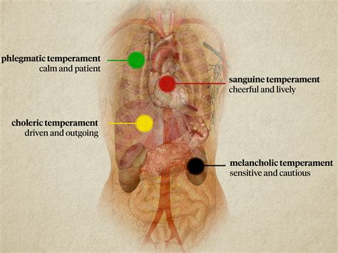 What is a Choleric Personality? Strengths, Weaknesses, & More