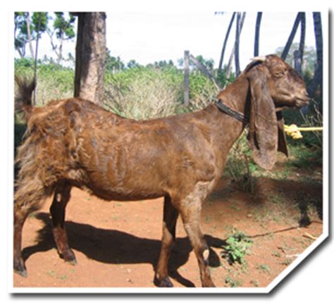 Indian Goat Breeds With Name