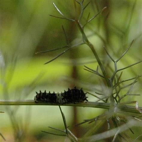 Black Swallowtail butterfly caterpillar on Bronze Fennel | Swallowtail ...