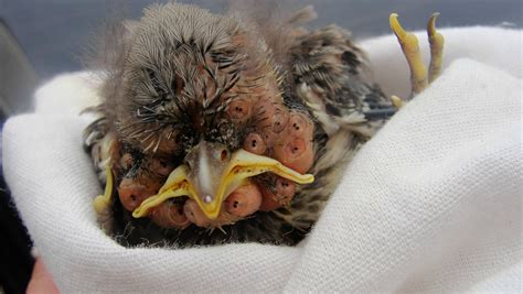 Baby bird infested with botfly larvae. : r/WTF