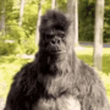 Gorilla Crazy Gorilla GIF - Gorilla CrazyGorilla ThumbsUp - Discover ...