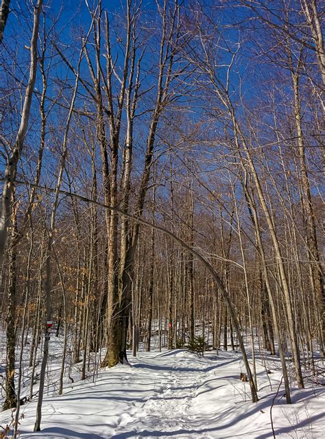 Sugar Bush | Hiking through a sugar bush in the Eastern Town… | Flickr