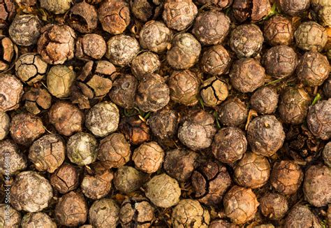 Cupressus macrocarpa Seed Pods Stock Photo | Adobe Stock