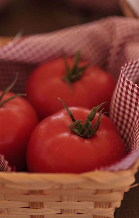 Better Boy tomato 🍅🌟 Consistent yields and great flavor