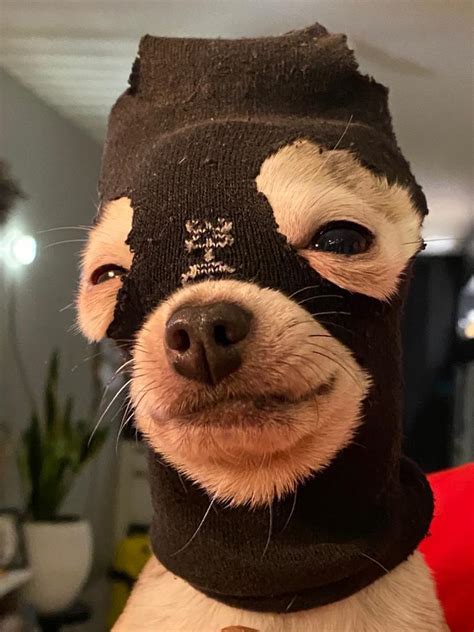 PsBattle: dog with a sock on his head : r/photoshopbattles