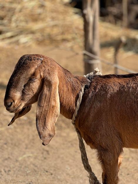 Premium Photo | Animals eating gross