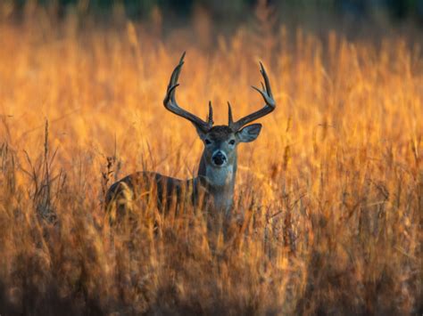 Whitetail Deer Hunting - The 180 Ranch