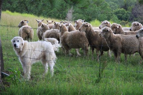 The 8 Most Outstanding Breeds of Sheep dog Know Which Are