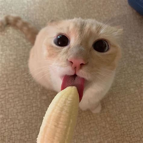 Cat Obsessed With Bananas Is Going Viral For How Inappropriate His Pics Look | LaptrinhX