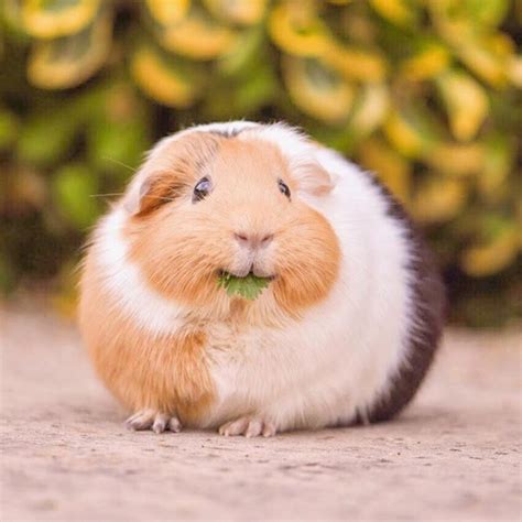 Pin on Guinea Pigs