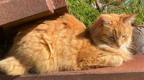 Can Australia curb its killer cats? - BBC News