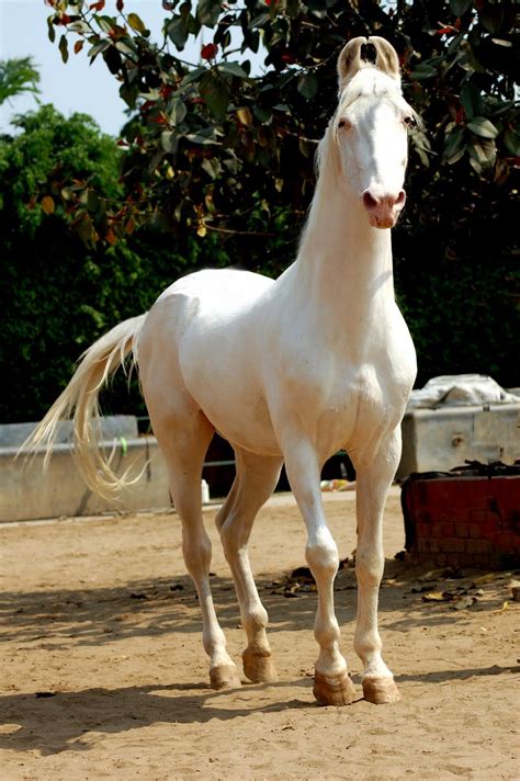 a white horse standing on top of a dirt field next to a tree filled ...