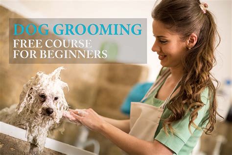 Do You Need A License To Groom Dogs