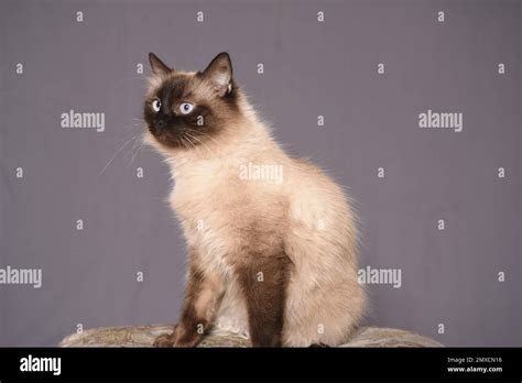 A portrait of a cute, fluffy cat on a grey background Stock Photo - Alamy