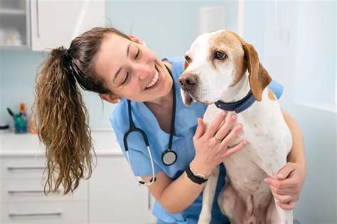 Veterinary Career Options: No Shortage of Positions | Veterinary Healthcare Associates