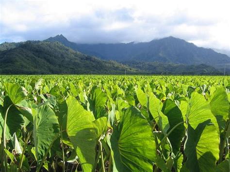 Taro Leaves, photo file, #1407938 - FreeImages.com