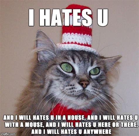 Cat in a hat - Imgflip