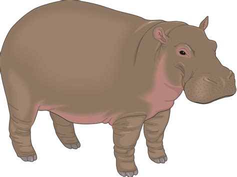 Hippo PNG transparent image download, size: 900x674px