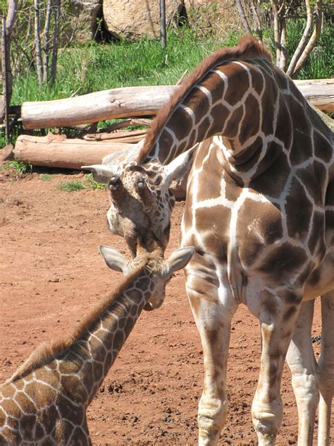 Cheyenne Mountain Zoo - where you can feed the giraffes | Cheyenne ...