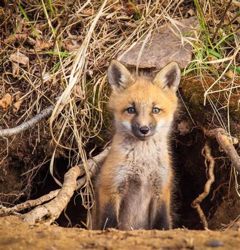 Wildlife Watching & Foraging in Cook County, Minnesota