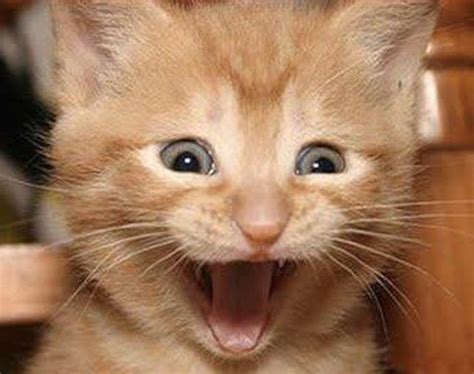 Excited Cat Faces