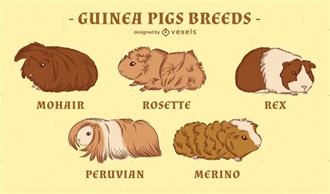 Guinea Pig Breeds Set Vector Download