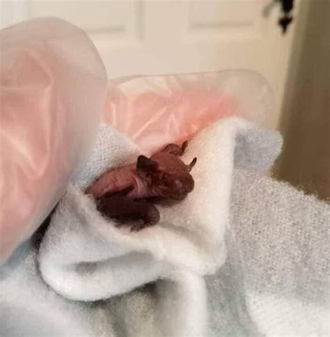 Baby bats, 'big' bats all welcome — but the ultimate goal is to get them back home to their families