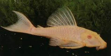 Albino Clown Pleco