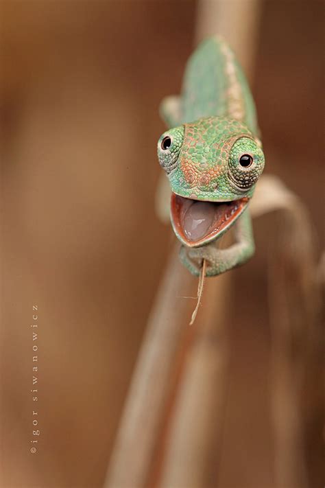 Did you know that chameleons have the ability of rotating their eyes ...