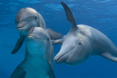 Dolphins under Water - Photografrica