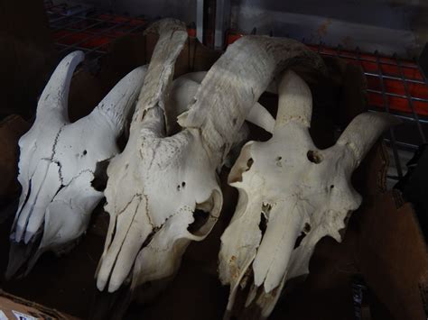 4 GOAT SKULLS - Big Valley Auction