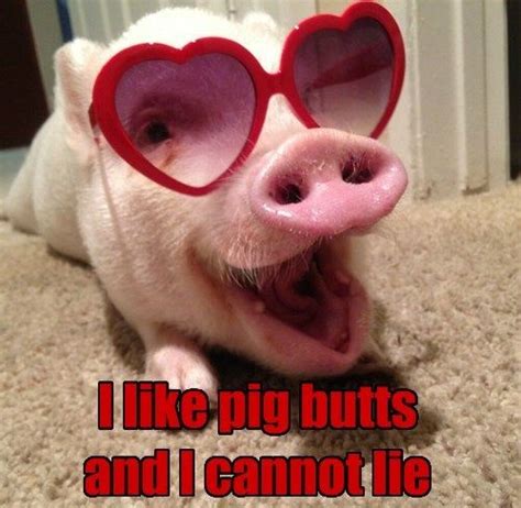 When an Oinker Walks in with Pink Snout in Your Face | Cute baby pigs, Funny pigs, Funny pig ...