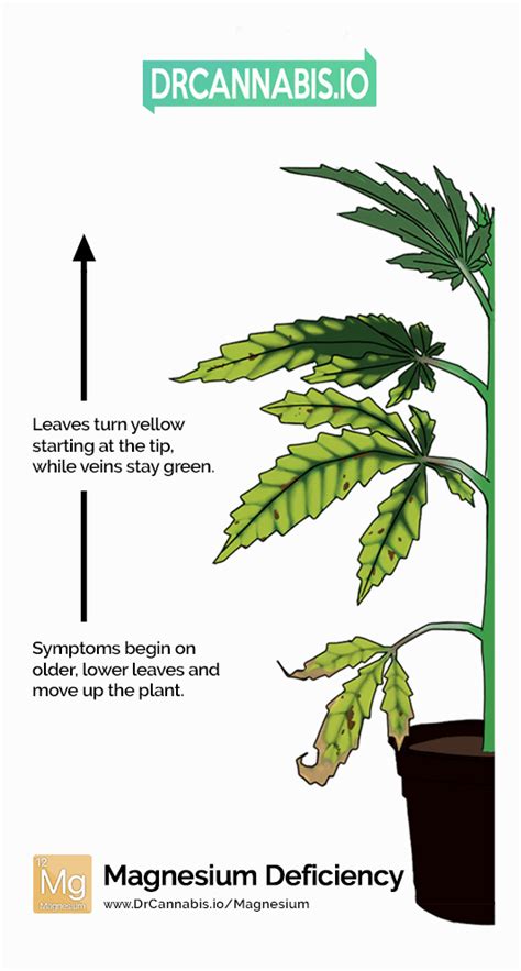 Cannabis Magnesium Deficiency Pics & Chart by DRCANNABIS.IO