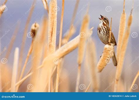 Song Sparrow Singing stock photo. Image of ornithology - 18262874