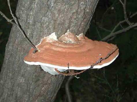 tavola ganoderma applanatum