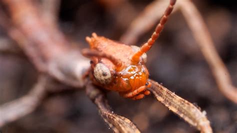 Australian Walking Stick Insects Are Three Times Weirder Than You Think | Deep Look