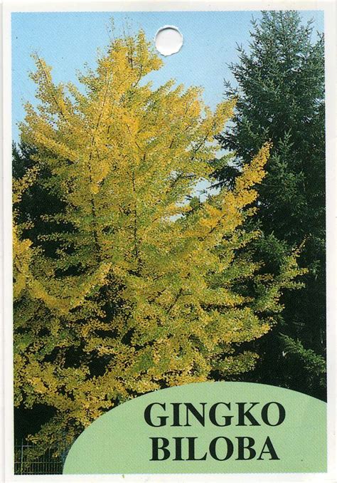 Gingko Biloba - Maidenhair Tree