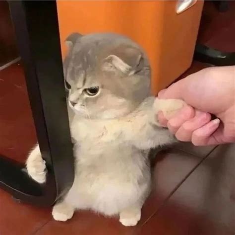 Who's this smol angry cat? : r/citedchinesecontent