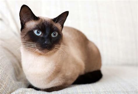 Best Cat Breeds from India That You Will Love