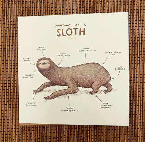 Anatomy Of A Sloth Card | Etsy