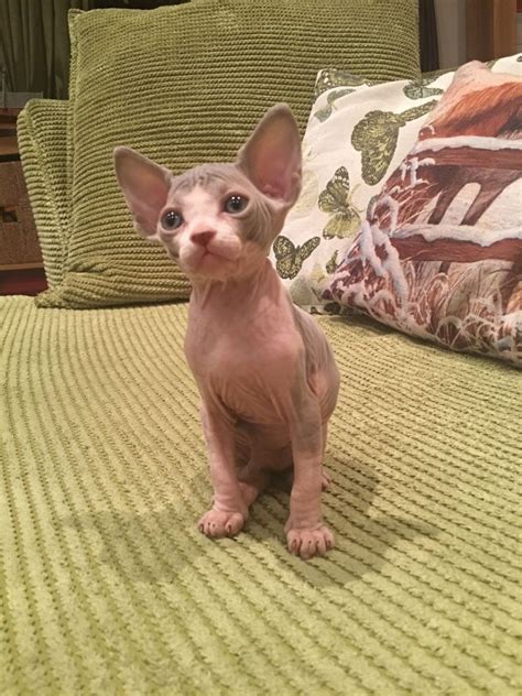 Sphynx For Sale in Fairfield County (3) | Petzlover