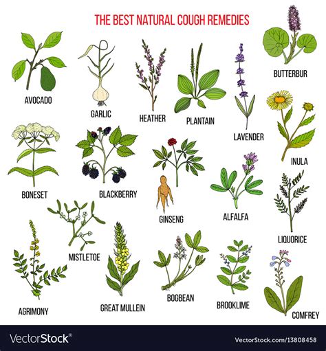 Natural herbs for cough remedies Royalty Free Vector Image