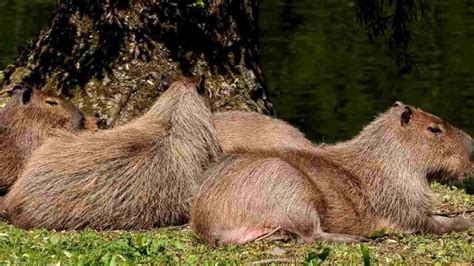 What Are The Nutritional & Health Benefits of Capybara Meat?