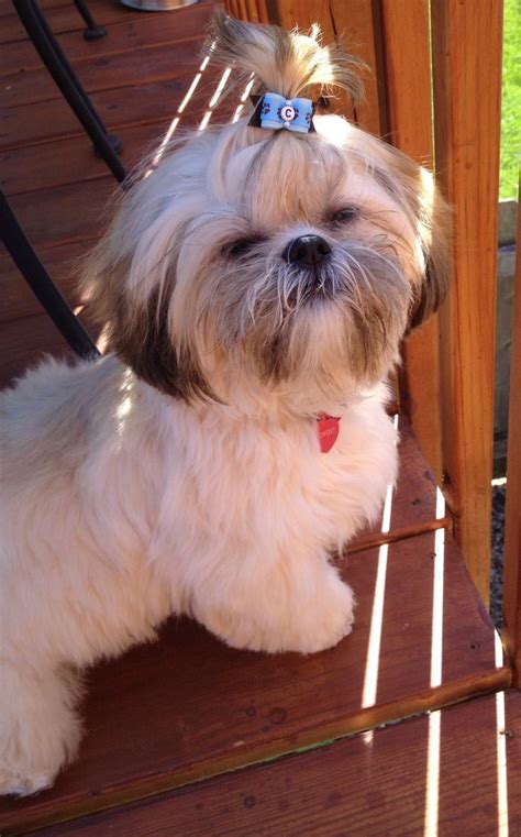 Adorable Shih Tzu Haircuts | Shih tzu haircuts, Shih tzu dog, Shih tzu ...