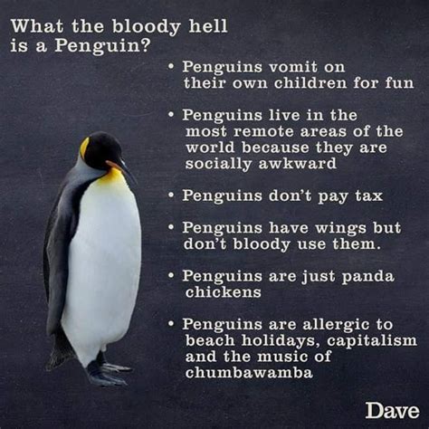 Penguin Facts | Socially awkward penguin, Penguins, Animals